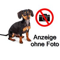 Dackel aus Spitzenzucht