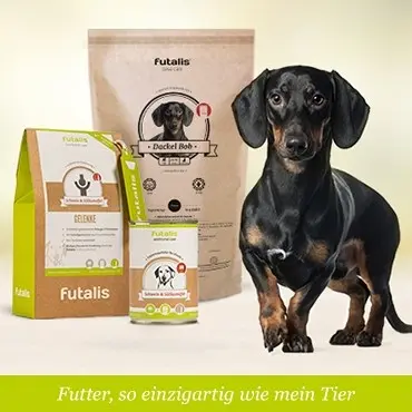 Welches Futter für Dackel?