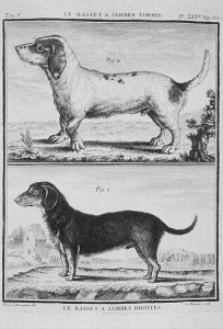 Basset Dachsbracke Dachshund Basset Dachsbracke Dachshund