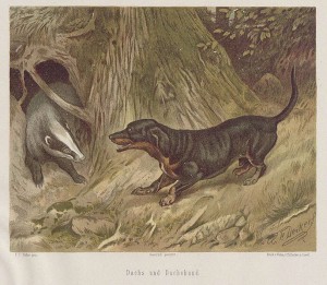 Dachs und Dachshund Dachs und Dachshund