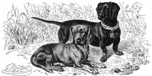 Dachshund Gustav Muetzel Dachshund Gustav Muetzel