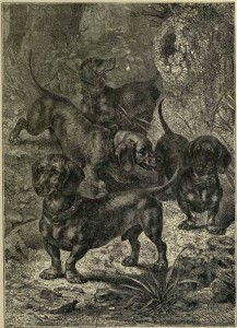 Dachshunds Dachshunds