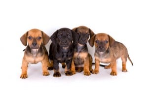 Dachshundwelpen Dachshundwelpen