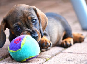 Dackel Hundespielzeug Dackel Hundespielzeug