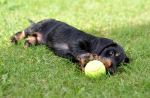 Spielerische Dackelerziehung Spielerische Dackelerziehung