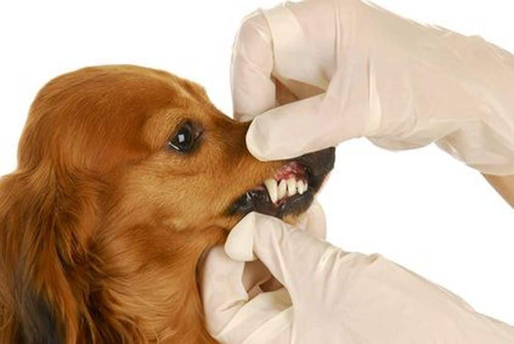 Tierarzt untersucht die Zähne eines Dackels