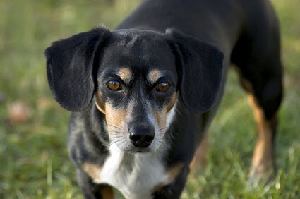 Cute Basset Hound Chihuahua Mix