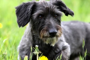 Dackel Terrier Mischling Dackel Terrier Mischling
