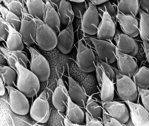 Giardien Parasiten Giardien Parasiten