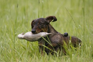 Jagd-Teckel Jagd-Teckel