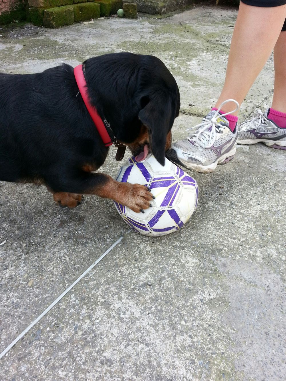 Dackel mit Fußball beschäftigen