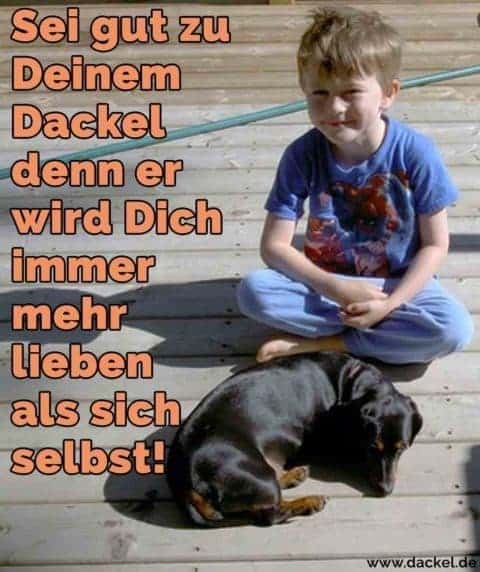 Dackel Zitate und Sprüche Dackel.de