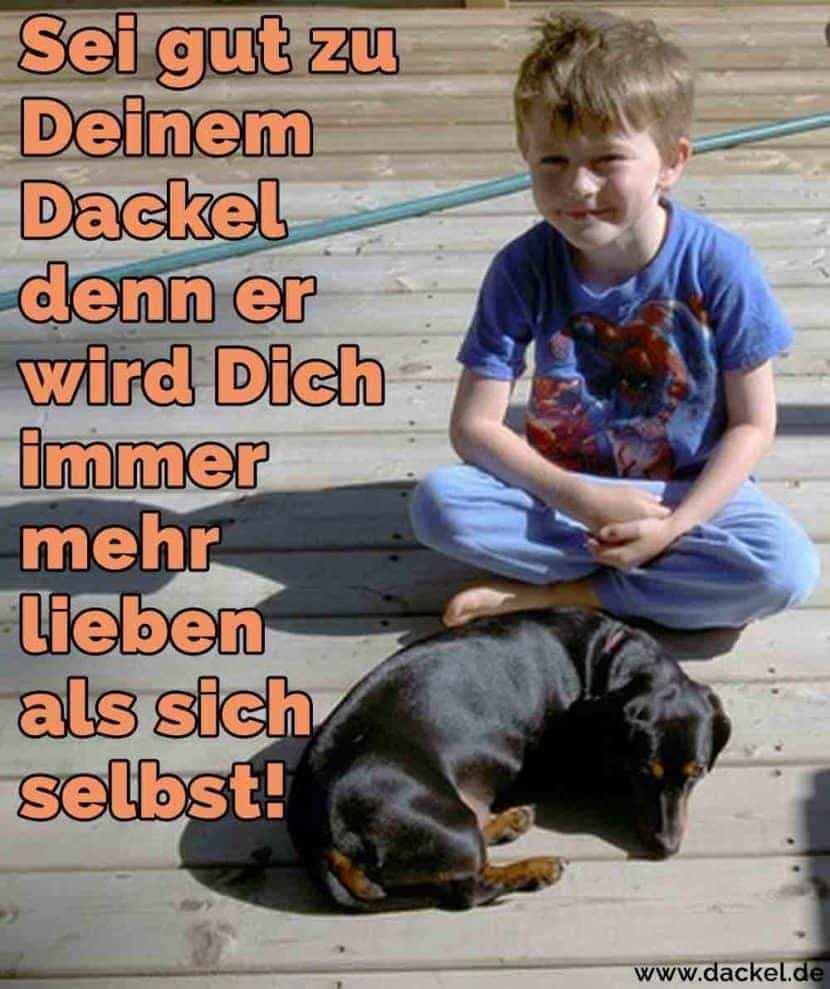 Dackel Zitate und Sprüche Dackel.de