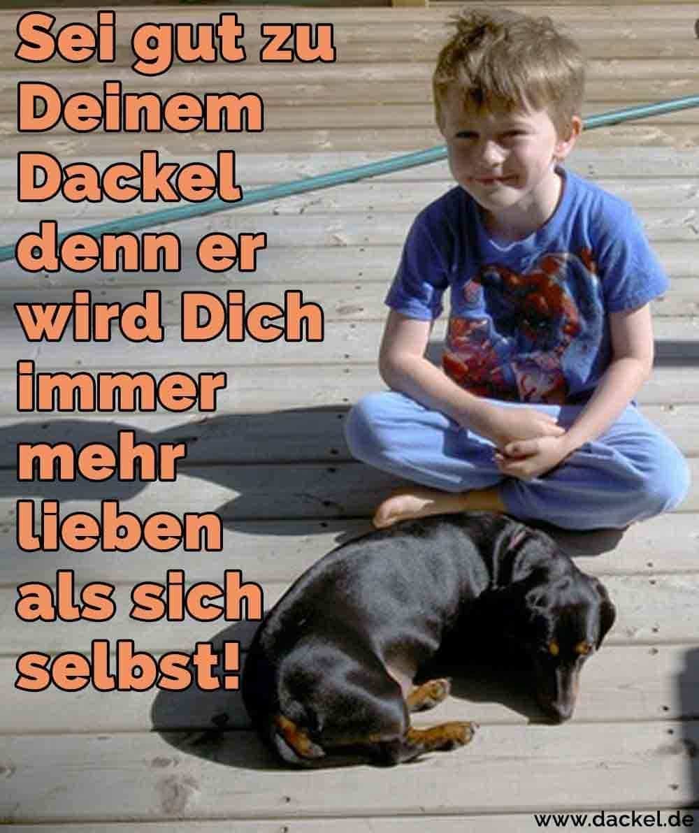 Dackel Zitate Und Sprüche