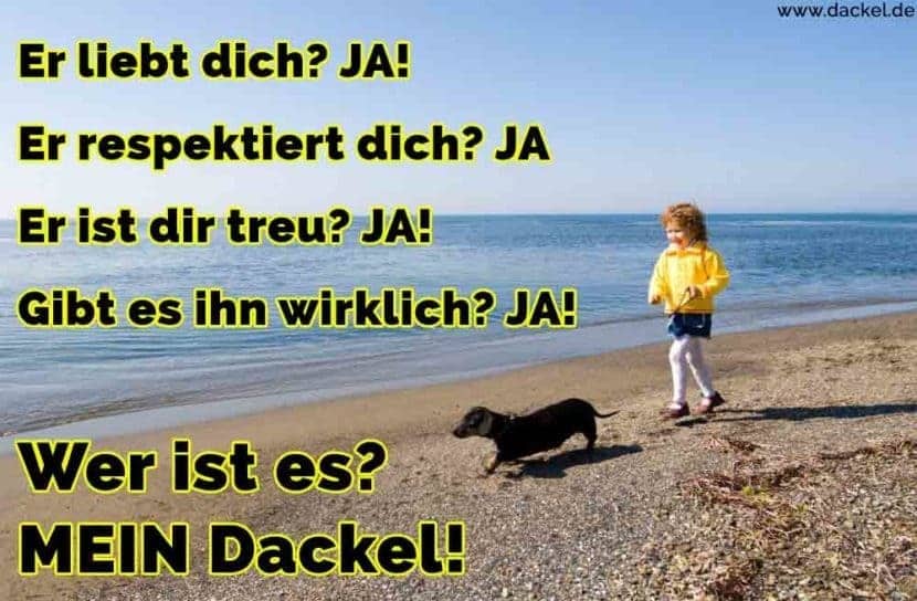 Dackel Zitate und Sprüche Dackel.de