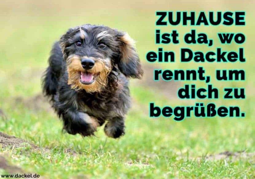 Dackel Zitate und Sprüche Dackel.de