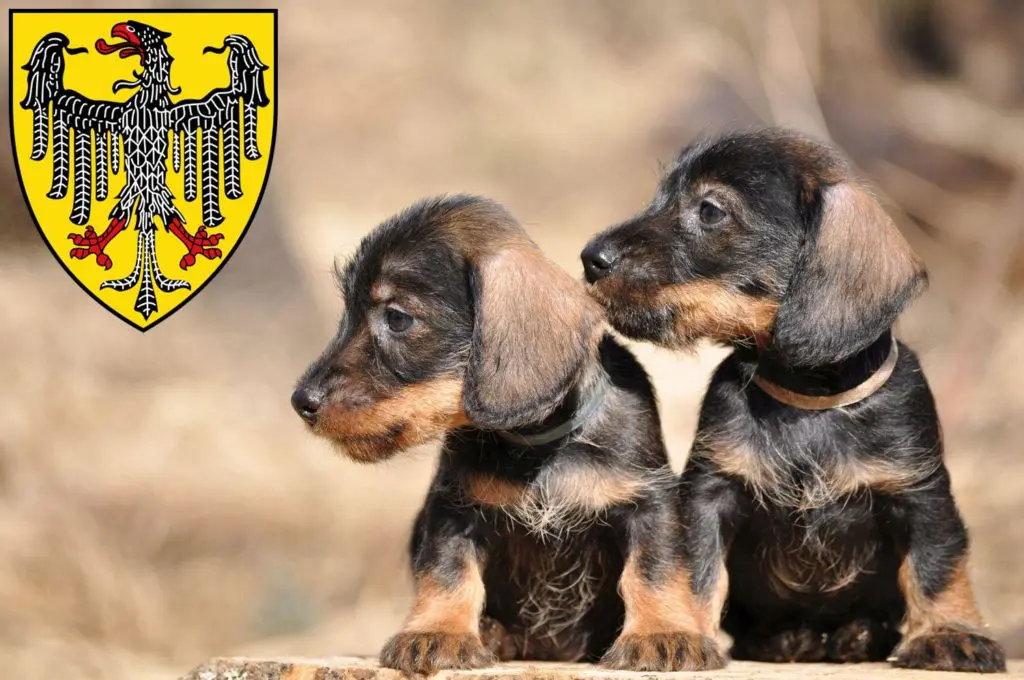 Dackel Züchter mit Welpen Aachen, Nordrhein-Westfalen