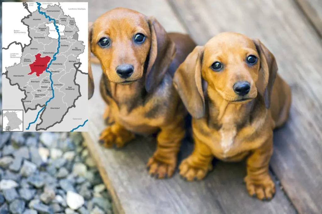 Dackel Züchter mit Welpen Allgäu, Bayern