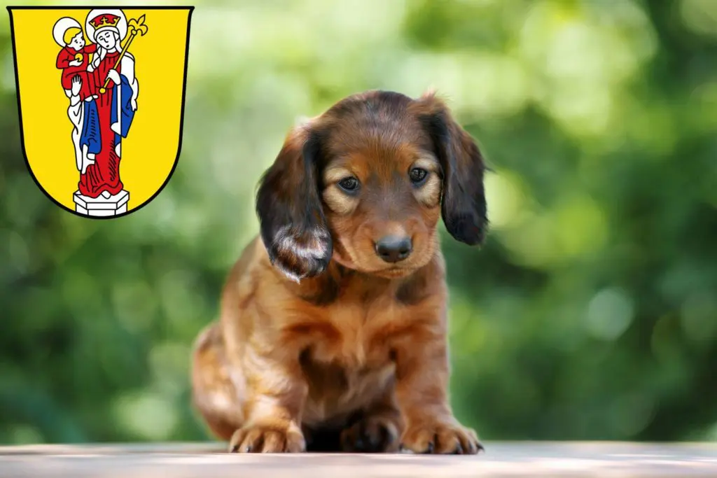 Dackel Züchter mit Welpen Altötting, Bayern