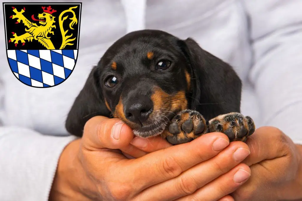 Dackel Züchter mit Welpen Amberg, Bayern