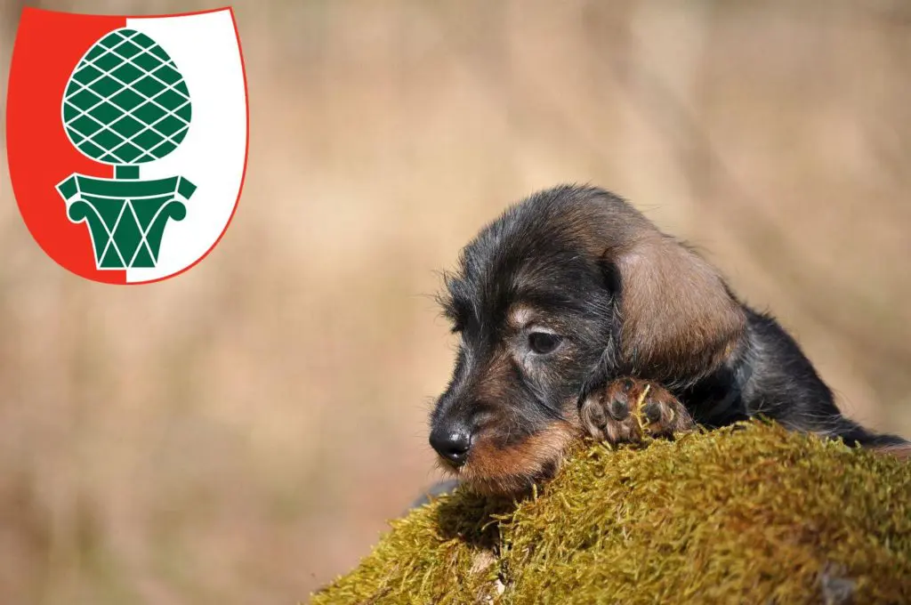Dackel Züchter mit Welpen Augsburg, Bayern