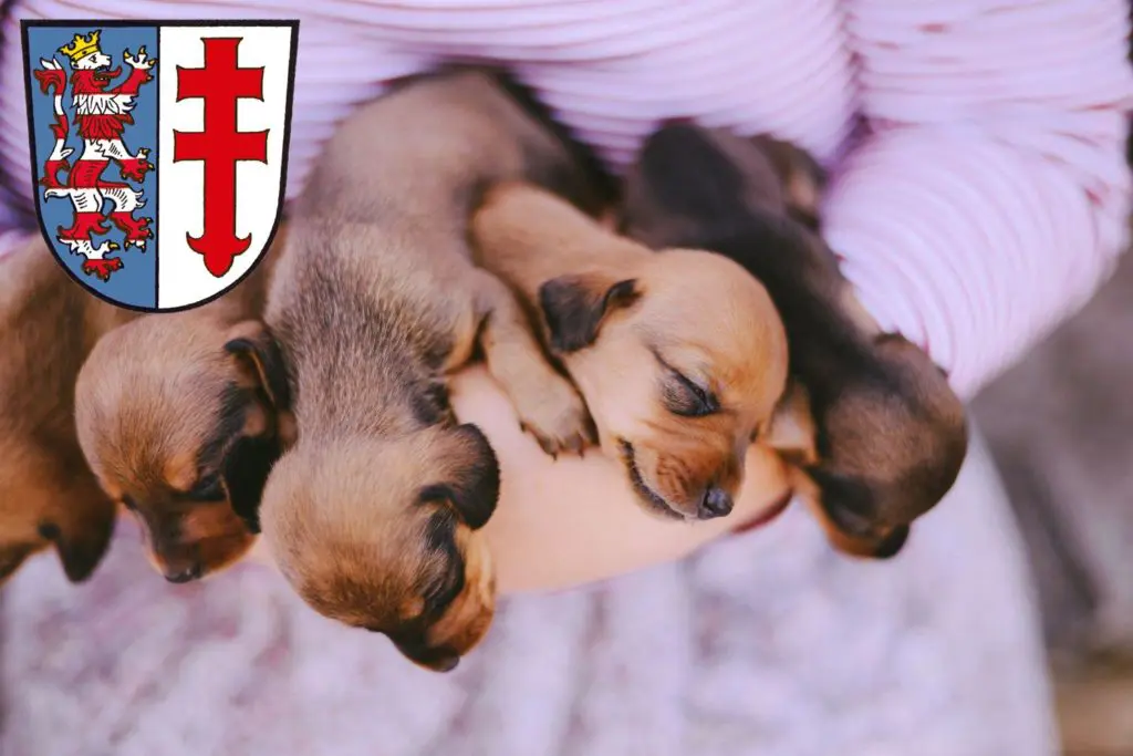 Dackel Züchter mit Welpen Bad Hersfeld, Hessen