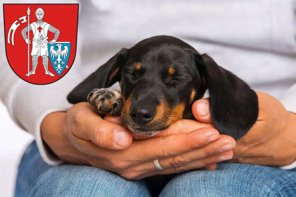 Dackel Züchter mit Welpen Bamberg, Bayern