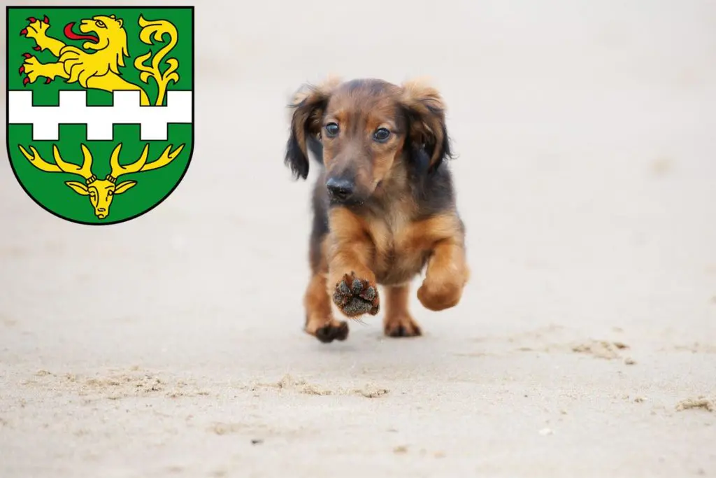 Dackel Züchter mit Welpen Bergisch Gladbach, Nordrhein-Westfalen