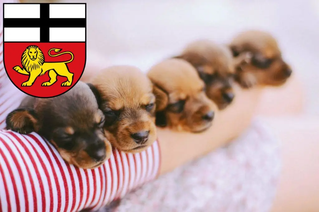 Dackel Züchter mit Welpen Bonn, Nordrhein-Westfalen