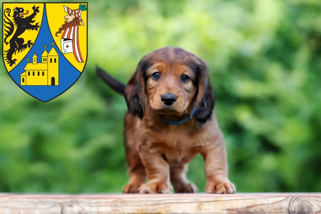 Dackel Züchter mit Welpen Borna, Sachsen