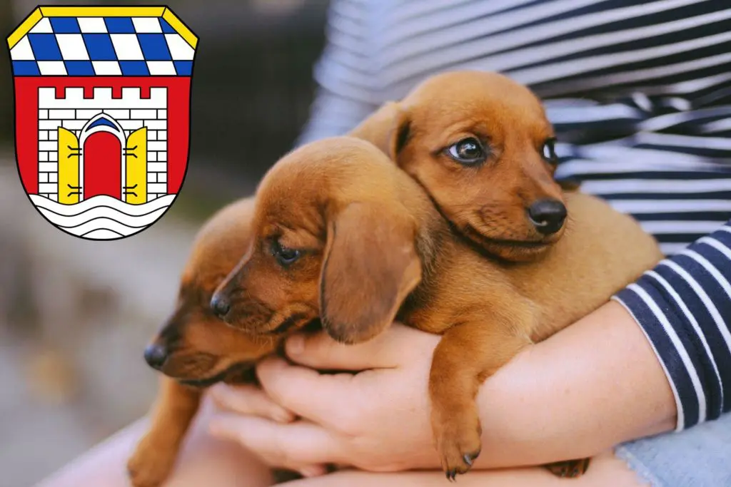 Dackel Züchter mit Welpen Deggendorf, Bayern