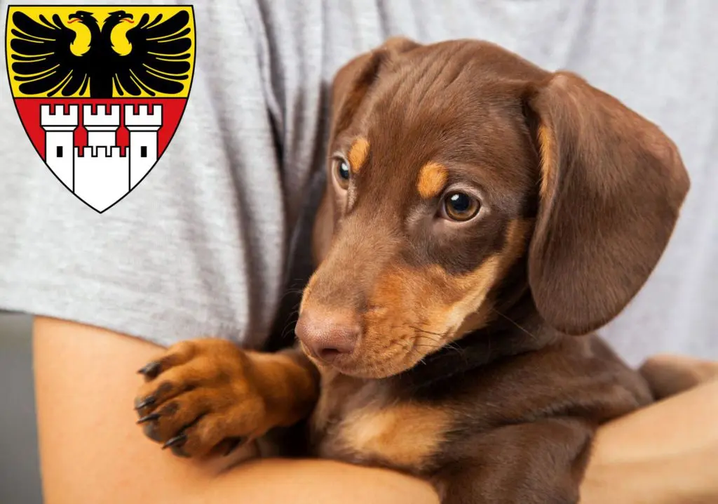Dackel Züchter mit Welpen Duisburg, Nordrhein-Westfalen