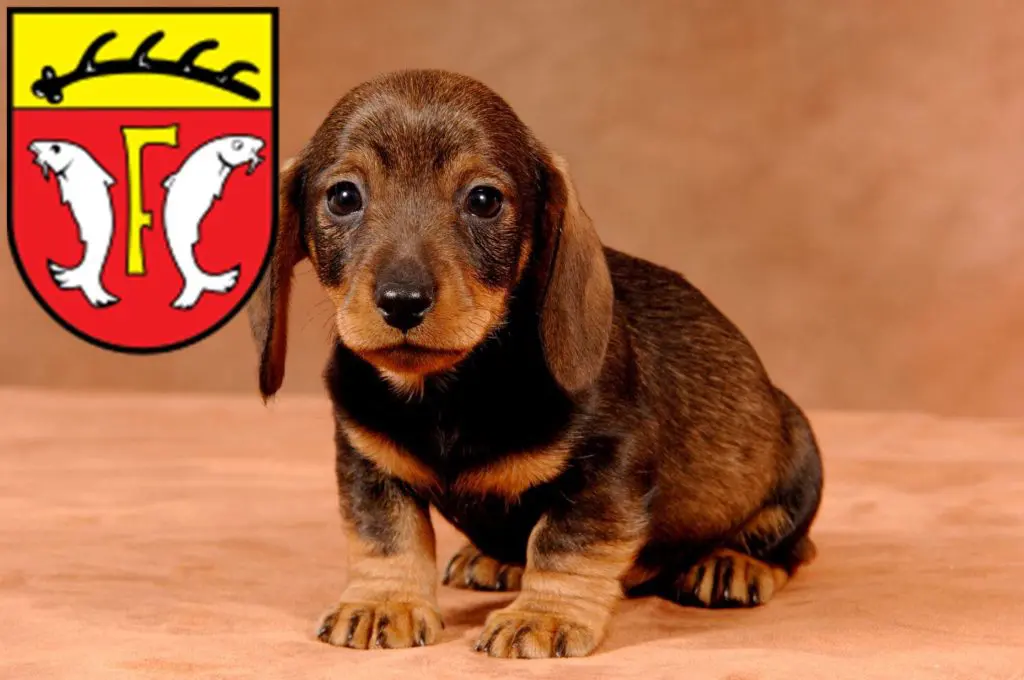 Dackel Züchter mit Welpen Freudenstadt, Baden-Württemberg
