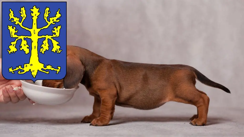 Dackel Züchter mit Welpen Hagen, Nordrhein-Westfalen