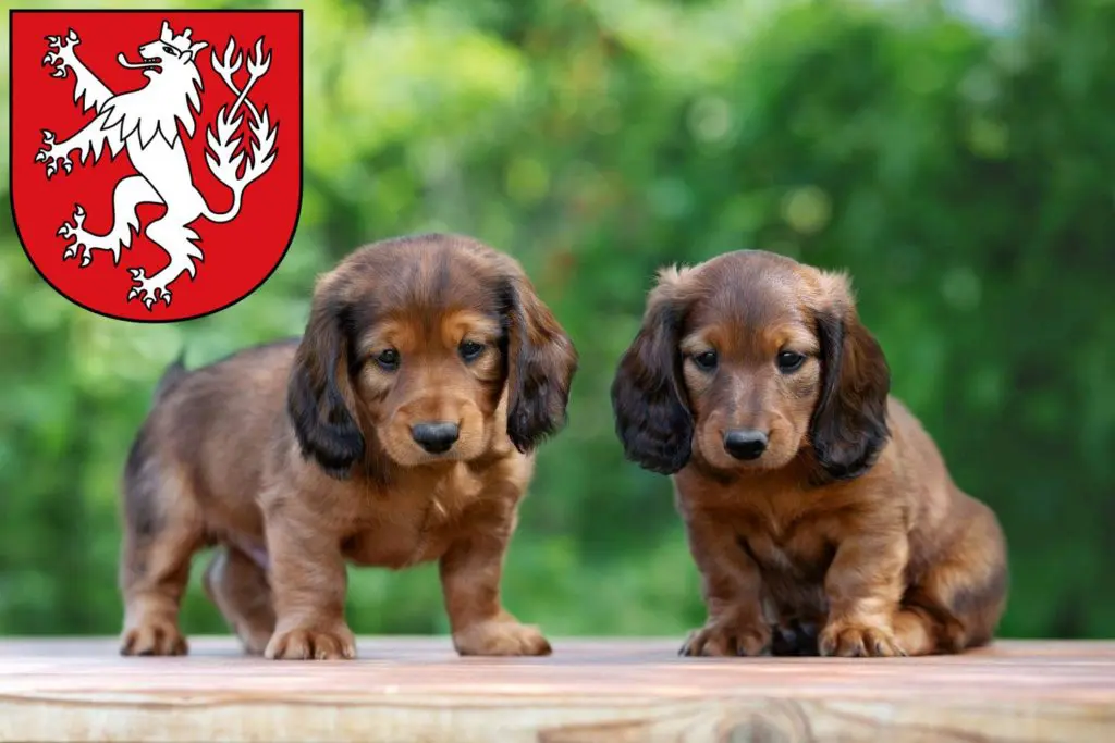 Dackel Züchter mit Welpen Heinsberg, Nordrhein-Westfalen