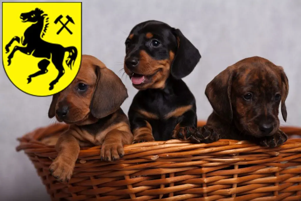 Dackel Züchter mit Welpen Herne, Nordrhein-Westfalen
