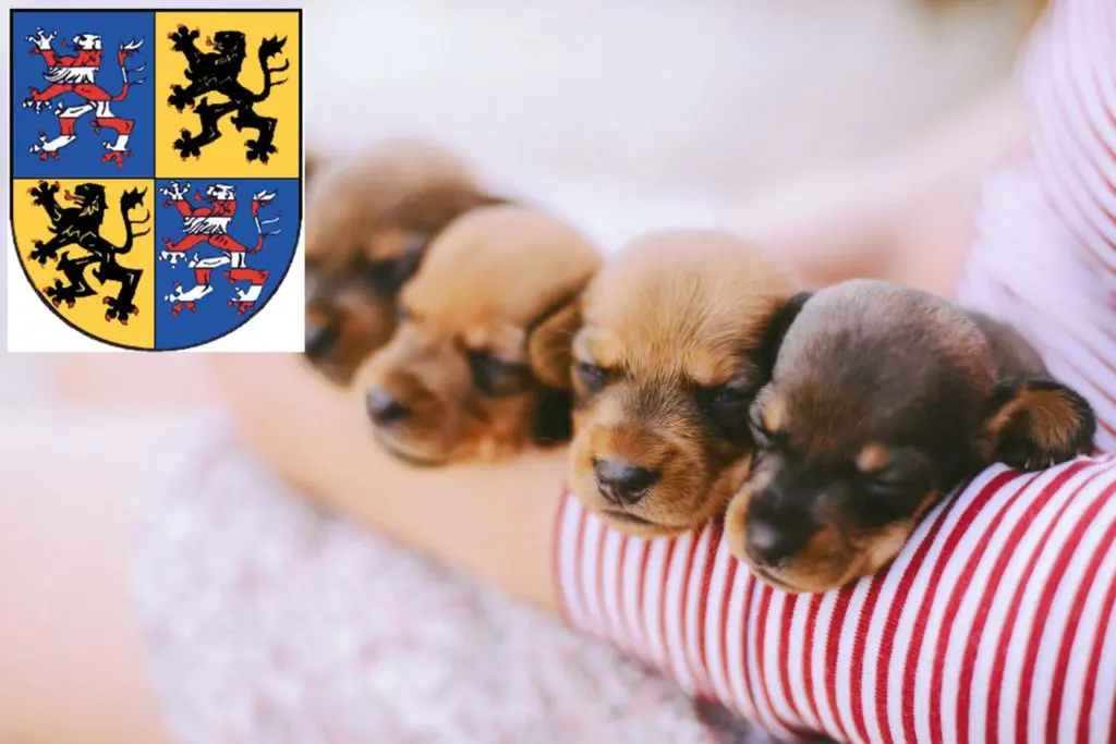 Dackel Züchter mit Welpen Hildburghausen, Thüringen