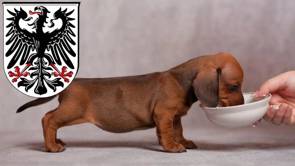 Dackel Züchter mit Welpen Ingelheim am Rhein, Rheinland-Pfalz