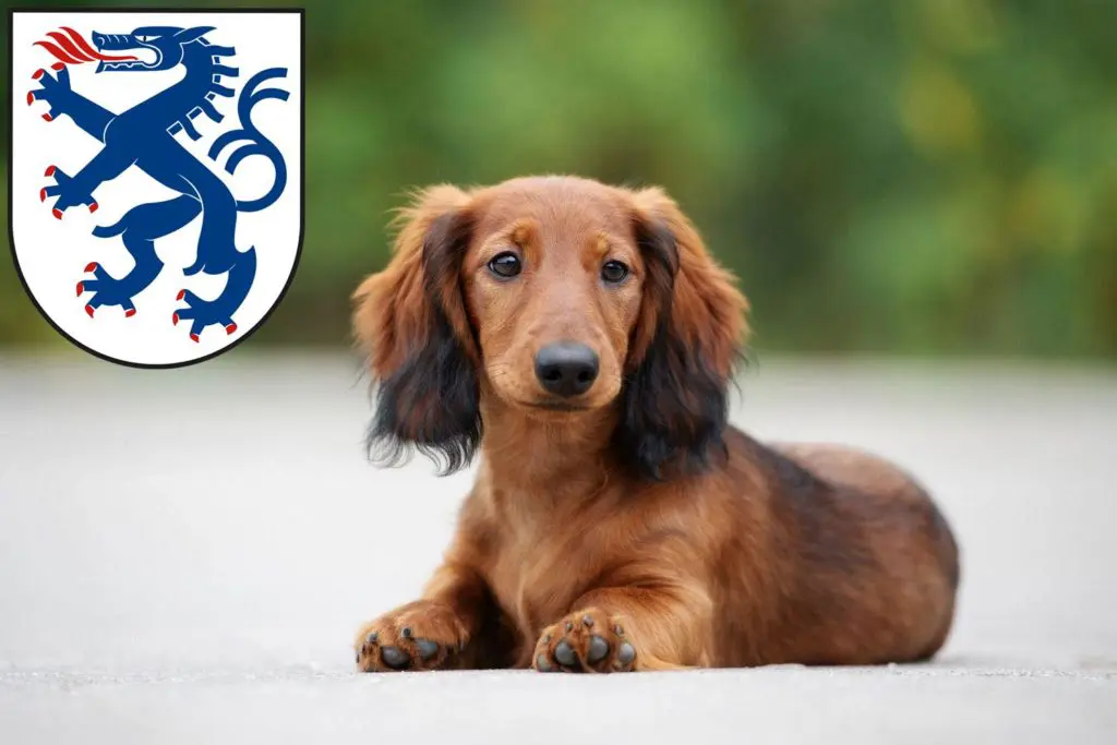 Dackel Züchter mit Welpen Ingolstadt, Bayern