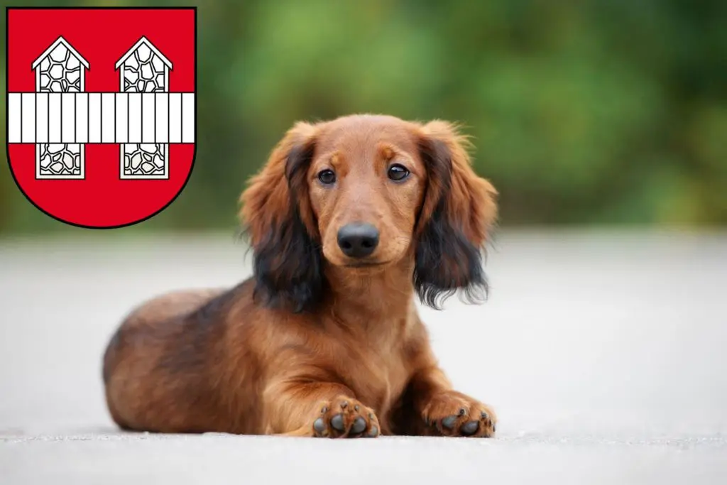 Dackel Züchter mit Welpen Innsbruck, Österreich