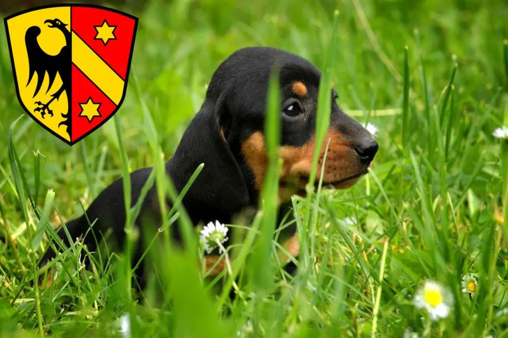 Dackel Züchter mit Welpen Kaufbeuren, Bayern