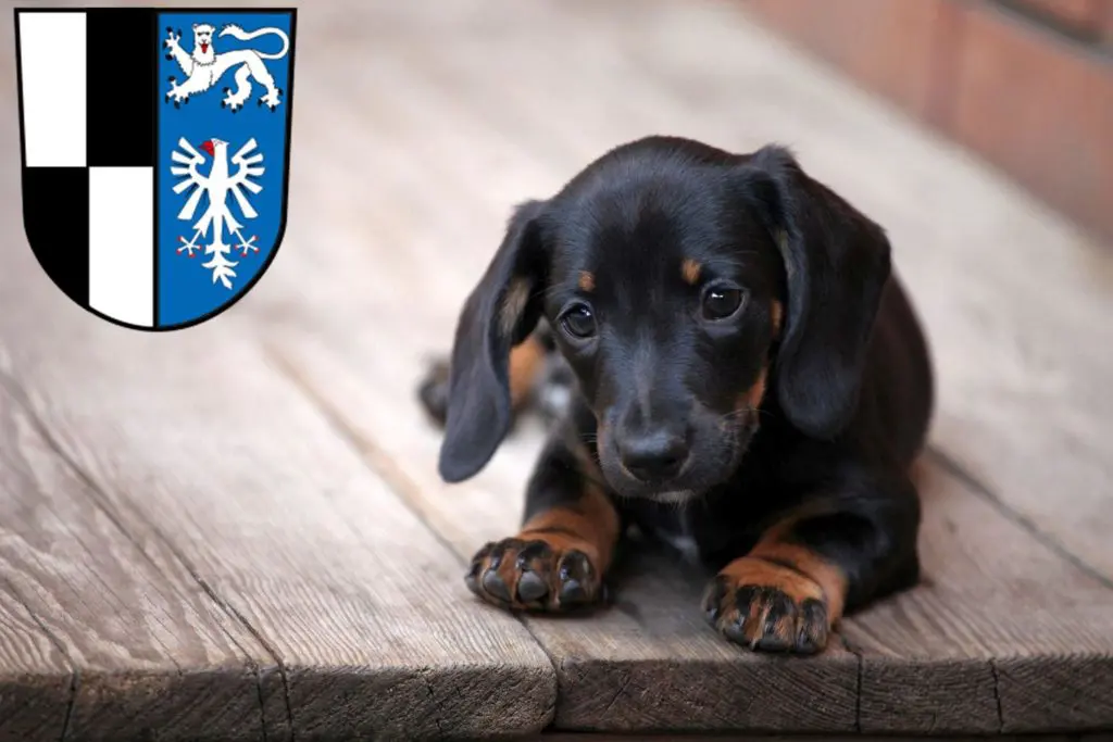 Dackel Züchter mit Welpen Kulmbach, Bayern