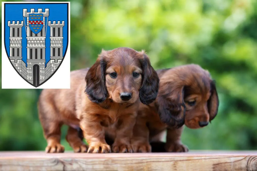 Dackel Züchter mit Welpen Limburg an der Lahn, Hessen