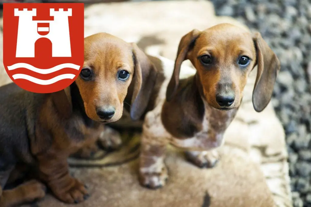 Dackel Züchter mit Welpen Linz, Österreich