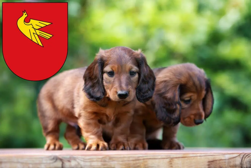 Dackel Züchter mit Welpen Lörrach, Baden-Württemberg