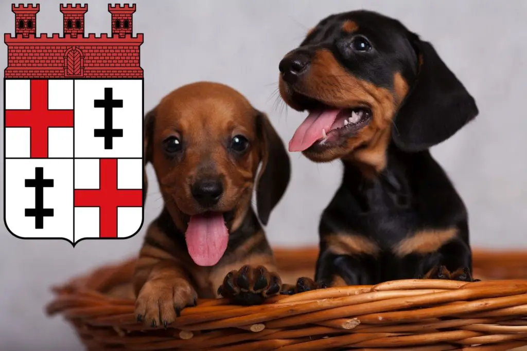 Dackel Züchter mit Welpen Merzig, Saarland
