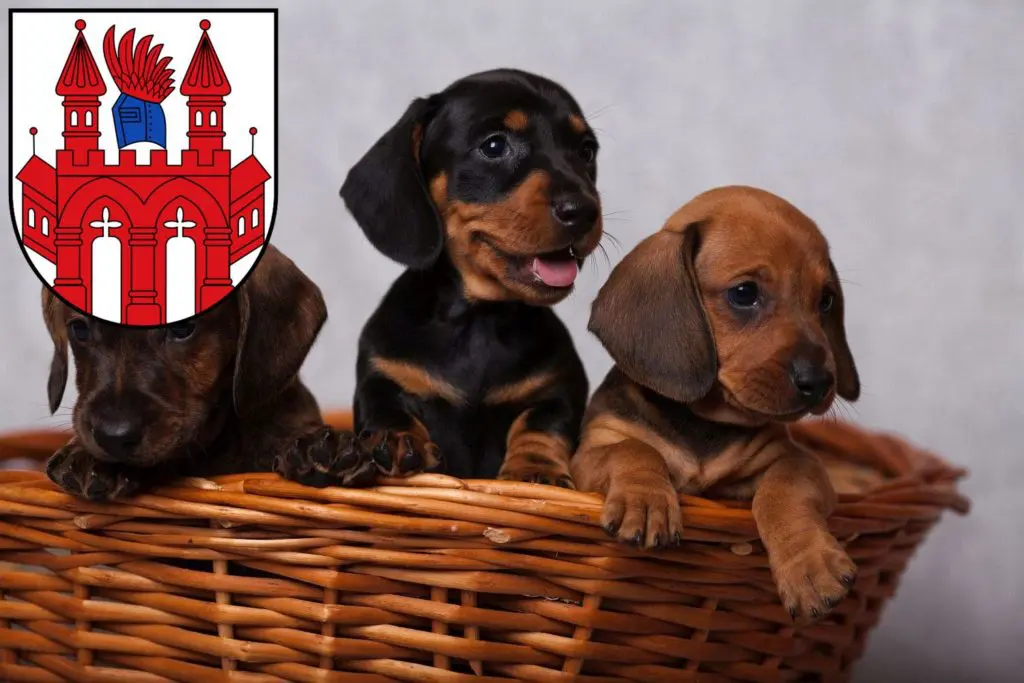 Dackel Züchter mit Welpen Neubrandenburg, Mecklenburg-Vorpommern