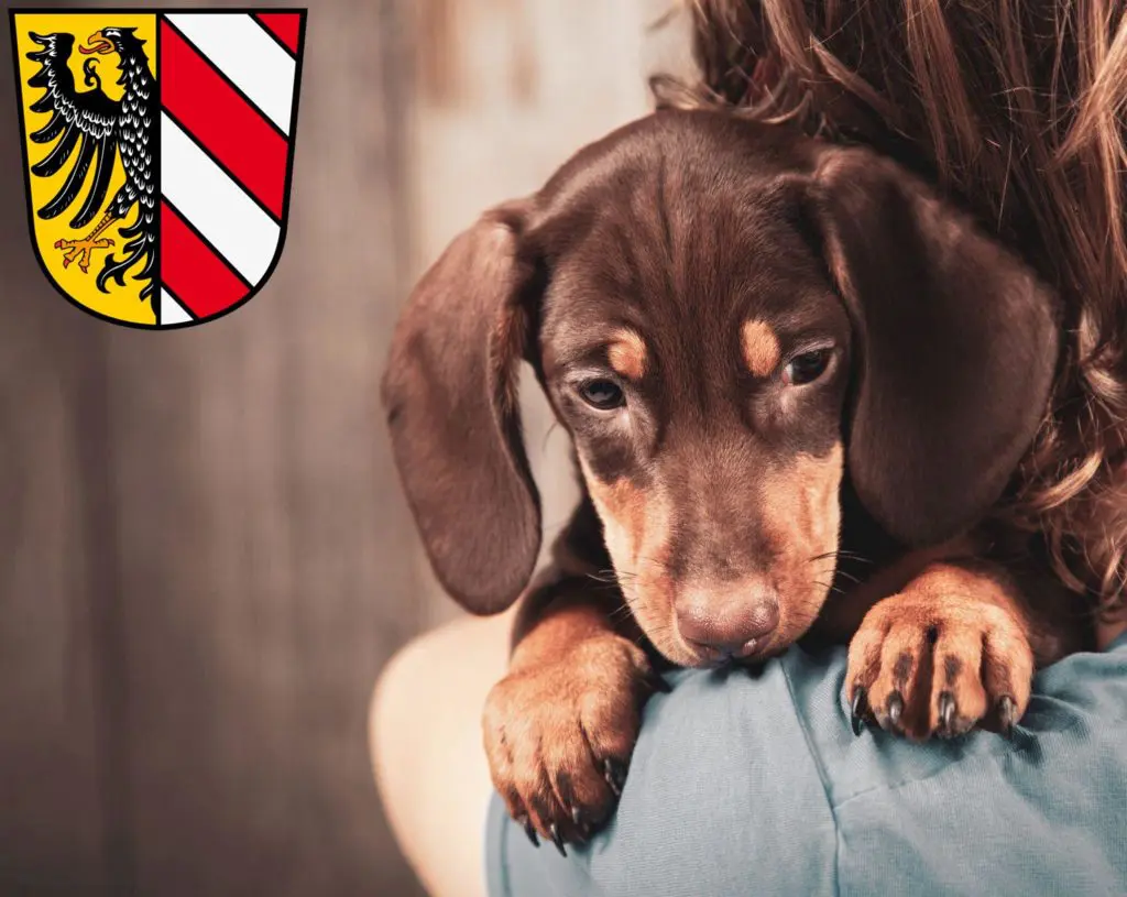Dackel Züchter mit Welpen Nürnberg, Bayern