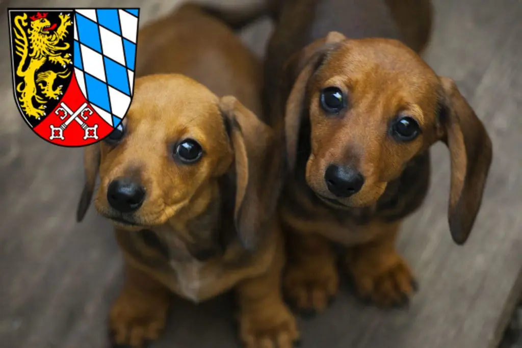 Dackel Züchter mit Welpen Oberpfalz, Bayern