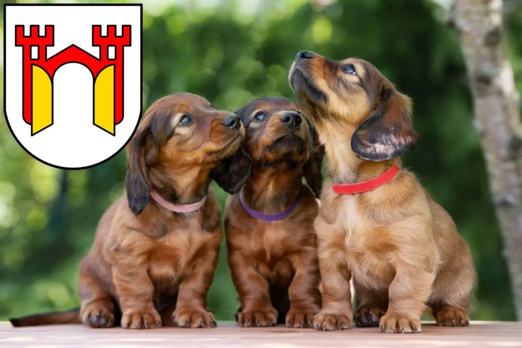 Dackel Züchter mit Welpen Offenburg, Baden-Württemberg